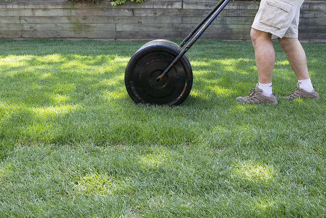 Fall Sod Establishment Greenhorizons Grass Turf Green Lawn Install