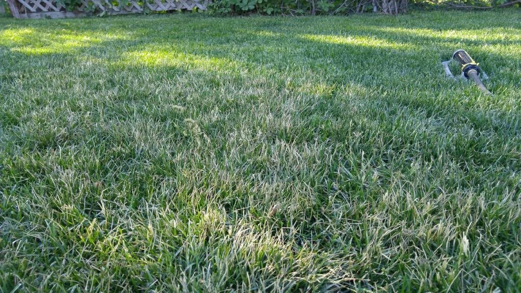 Shade Sod Establishment Greenhorizons Sod Grass Turf Green Lawn Install